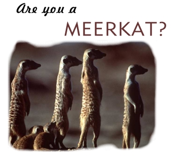 meerkats